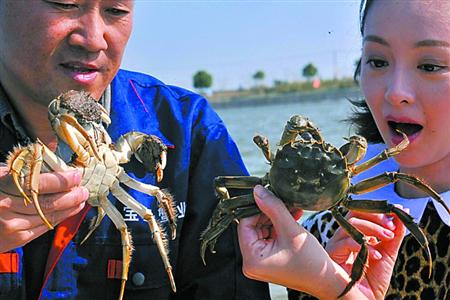 沪上百家专卖店开售崇明清水蟹