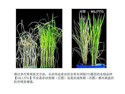 借非洲稻基因 新米有望提前吃